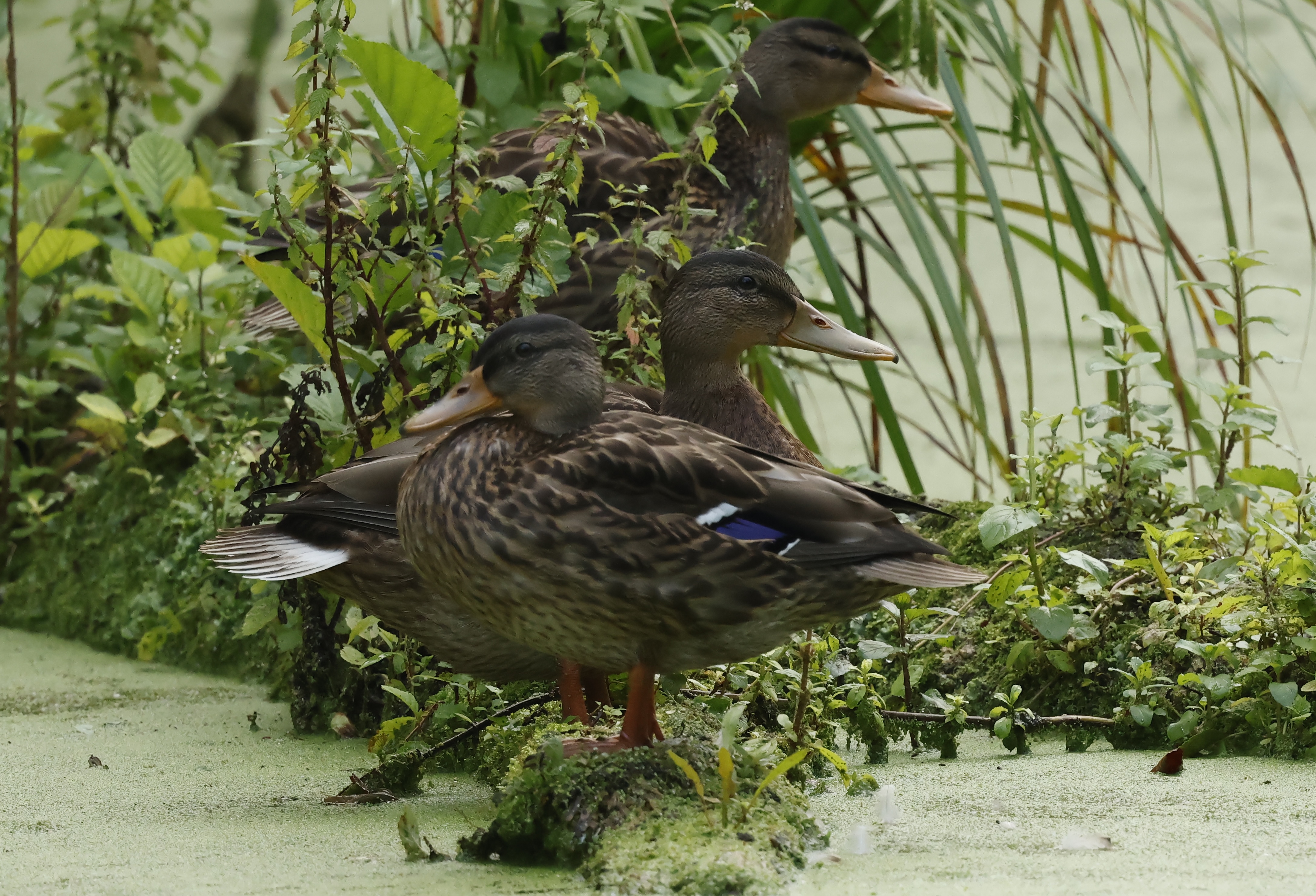 Comptage Wetland 2025