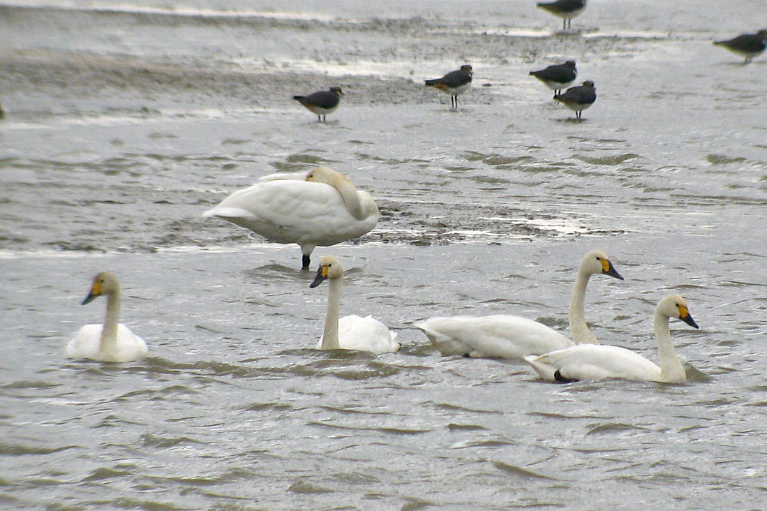 Les oiseaux de la vallée de l'Yser et de la réserve du Blankaart