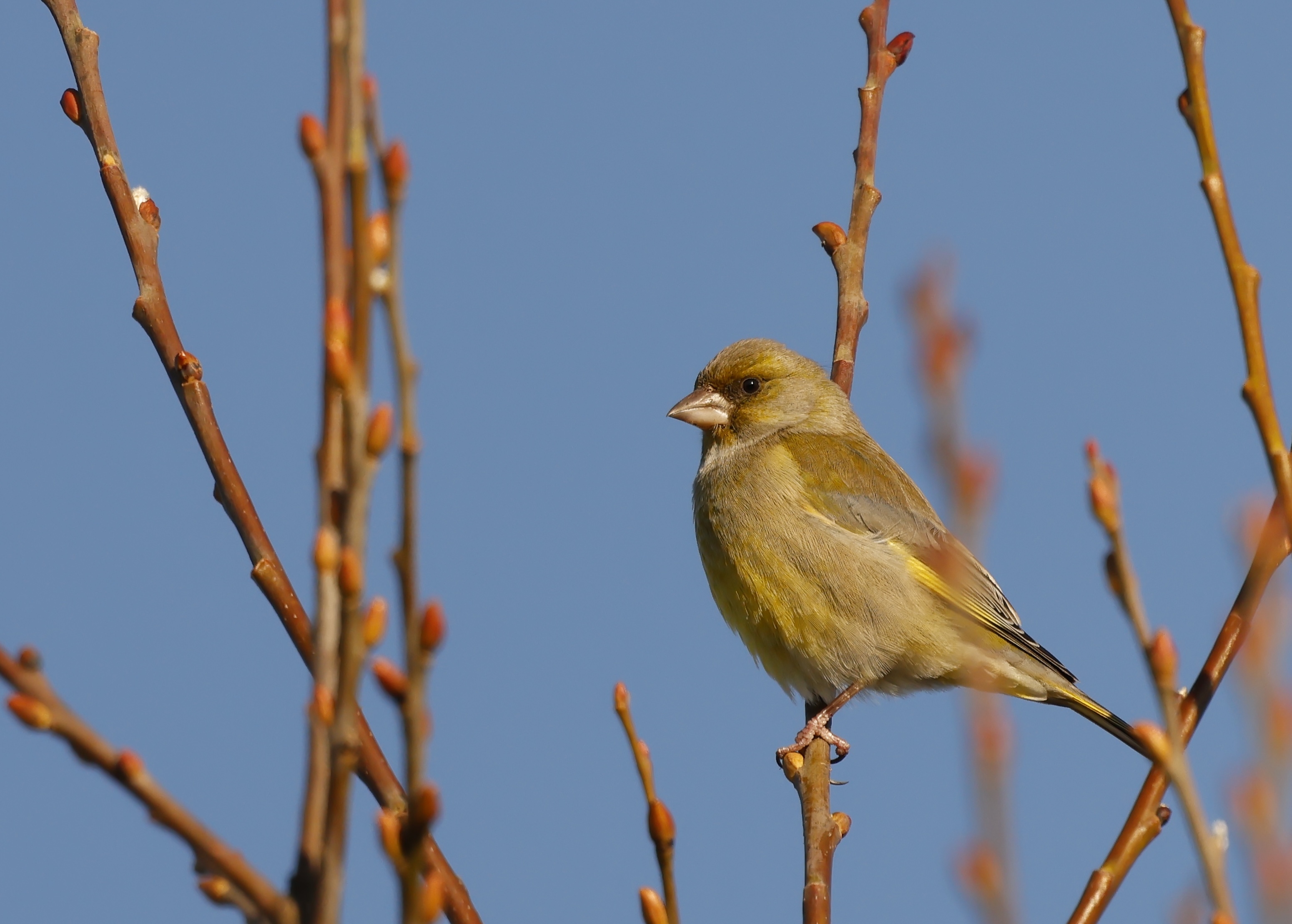 Oiseaux du printemps sur la friche Norsk-Hydro