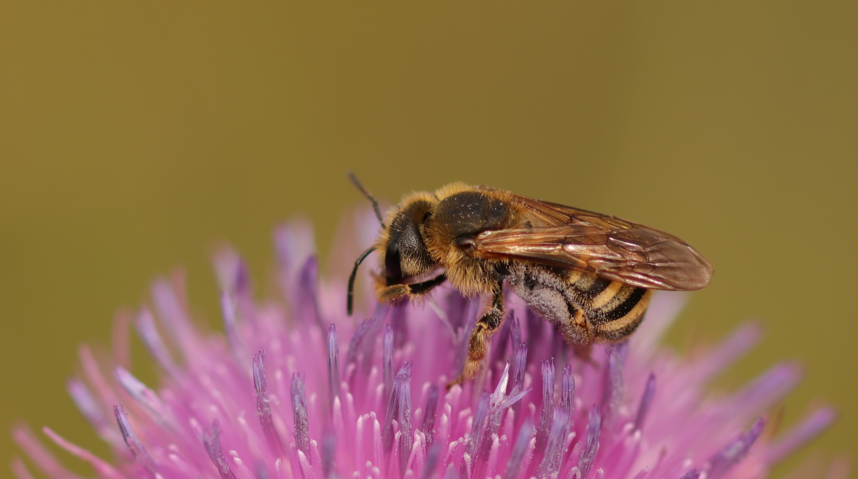 Sortie botanique et insectes sur le terril 9/9bis de Oignies