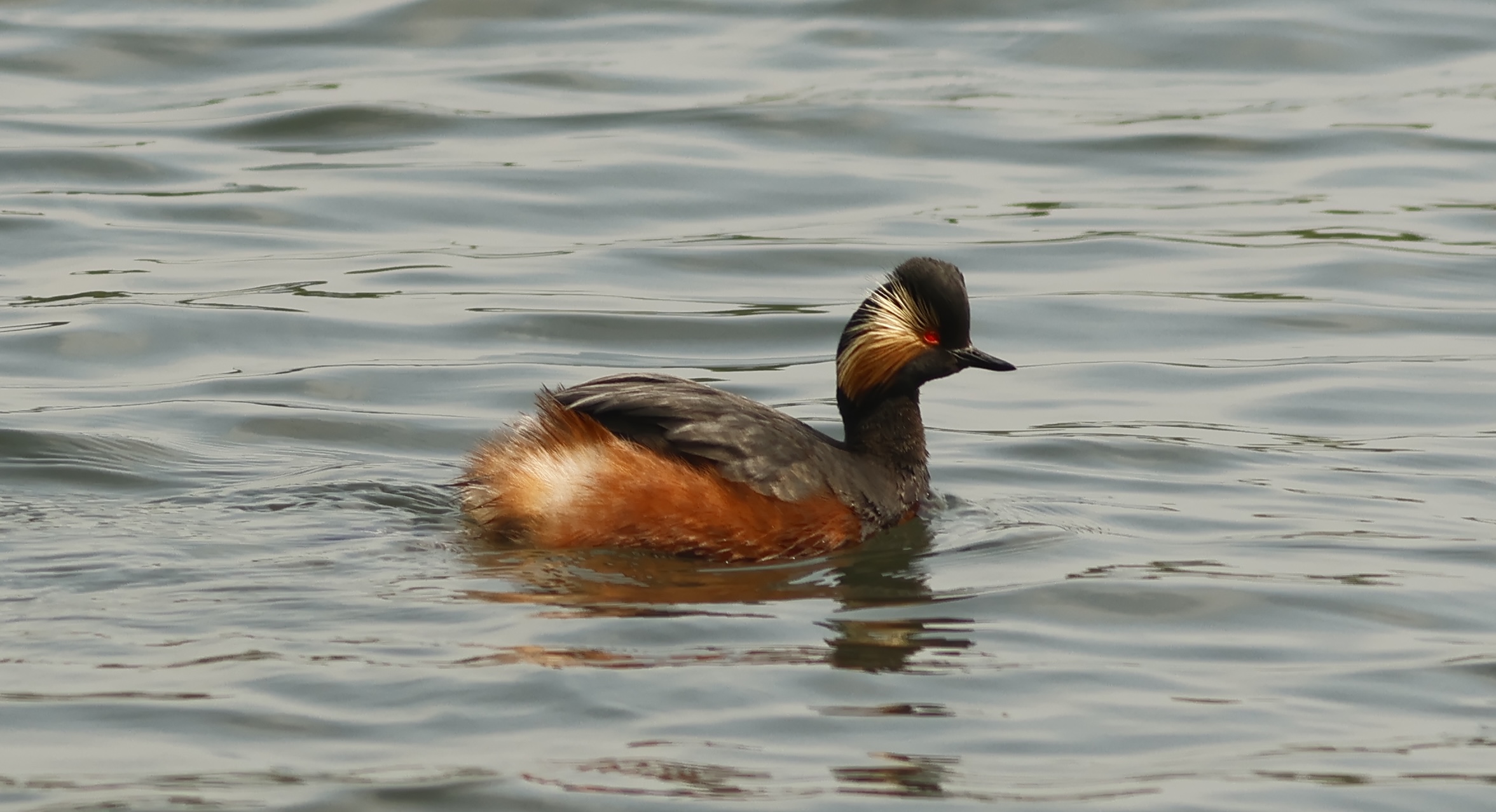 Site Ornithologique des Cinq Tailles