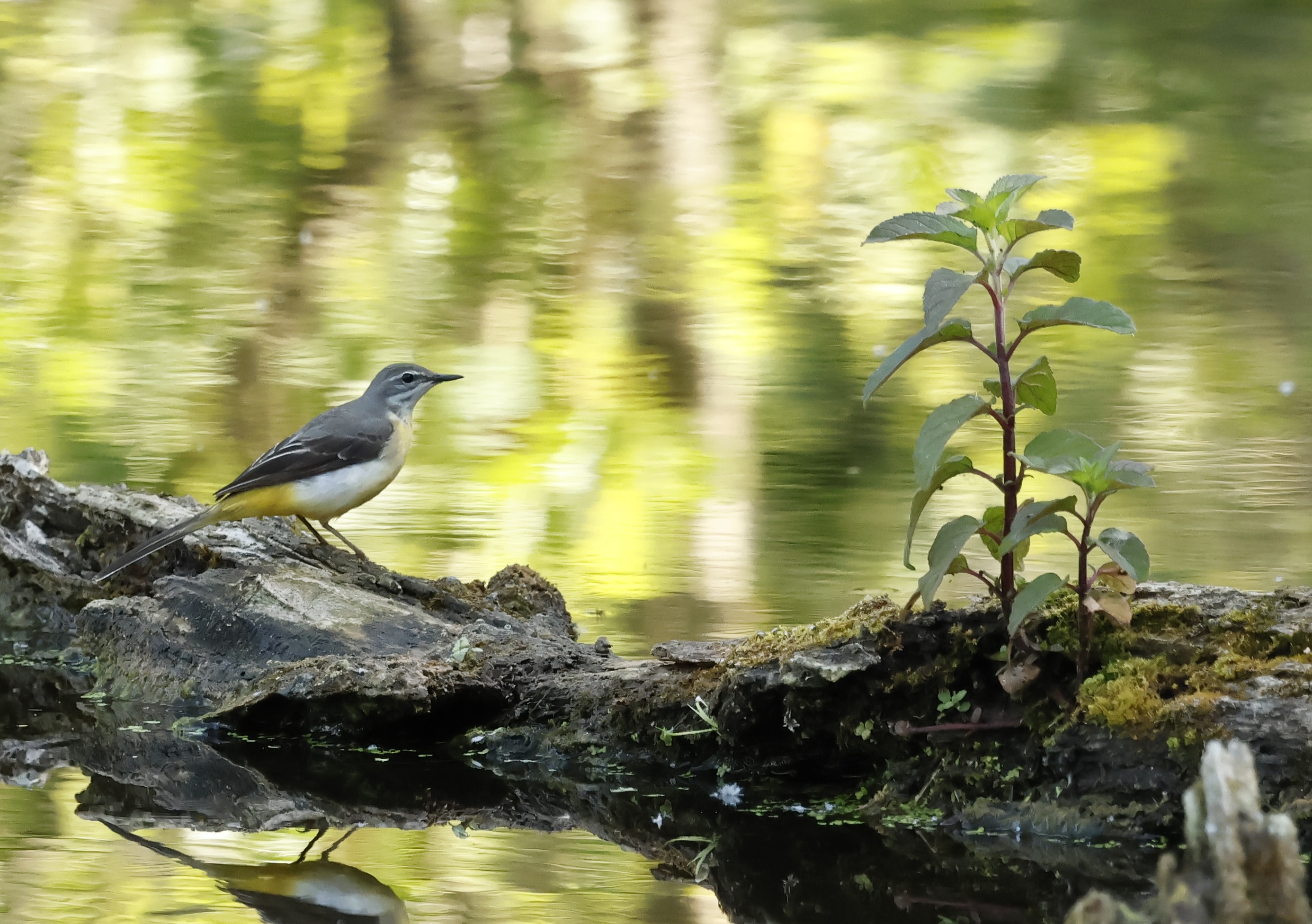Photo de Bergeronnette des ruisseaux