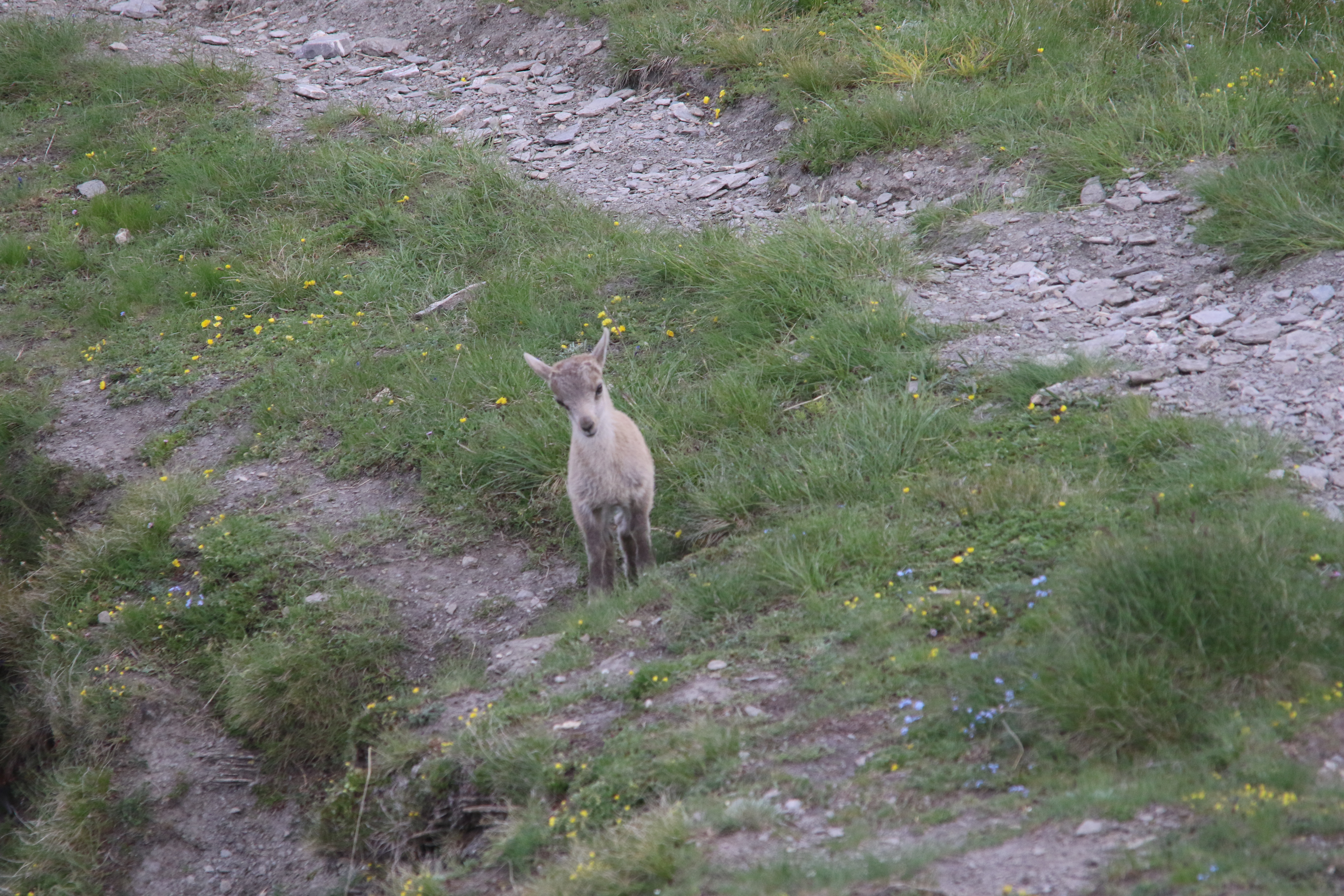 bouquetin des Alpes bébé