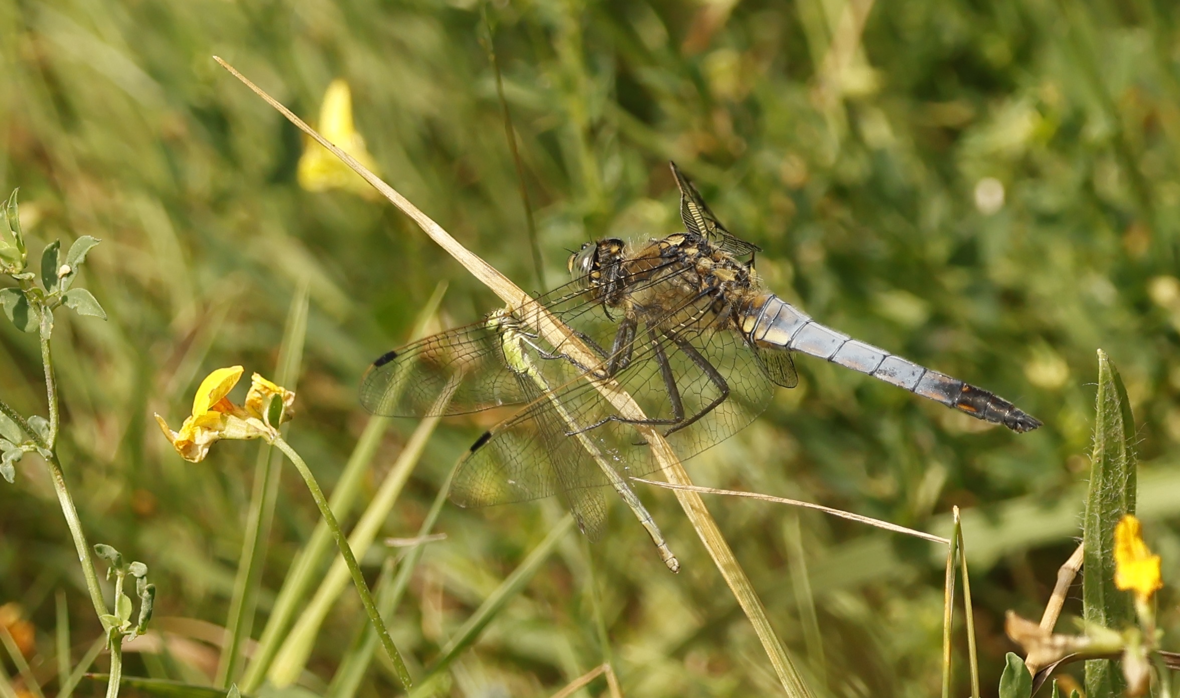 Sortie libellules