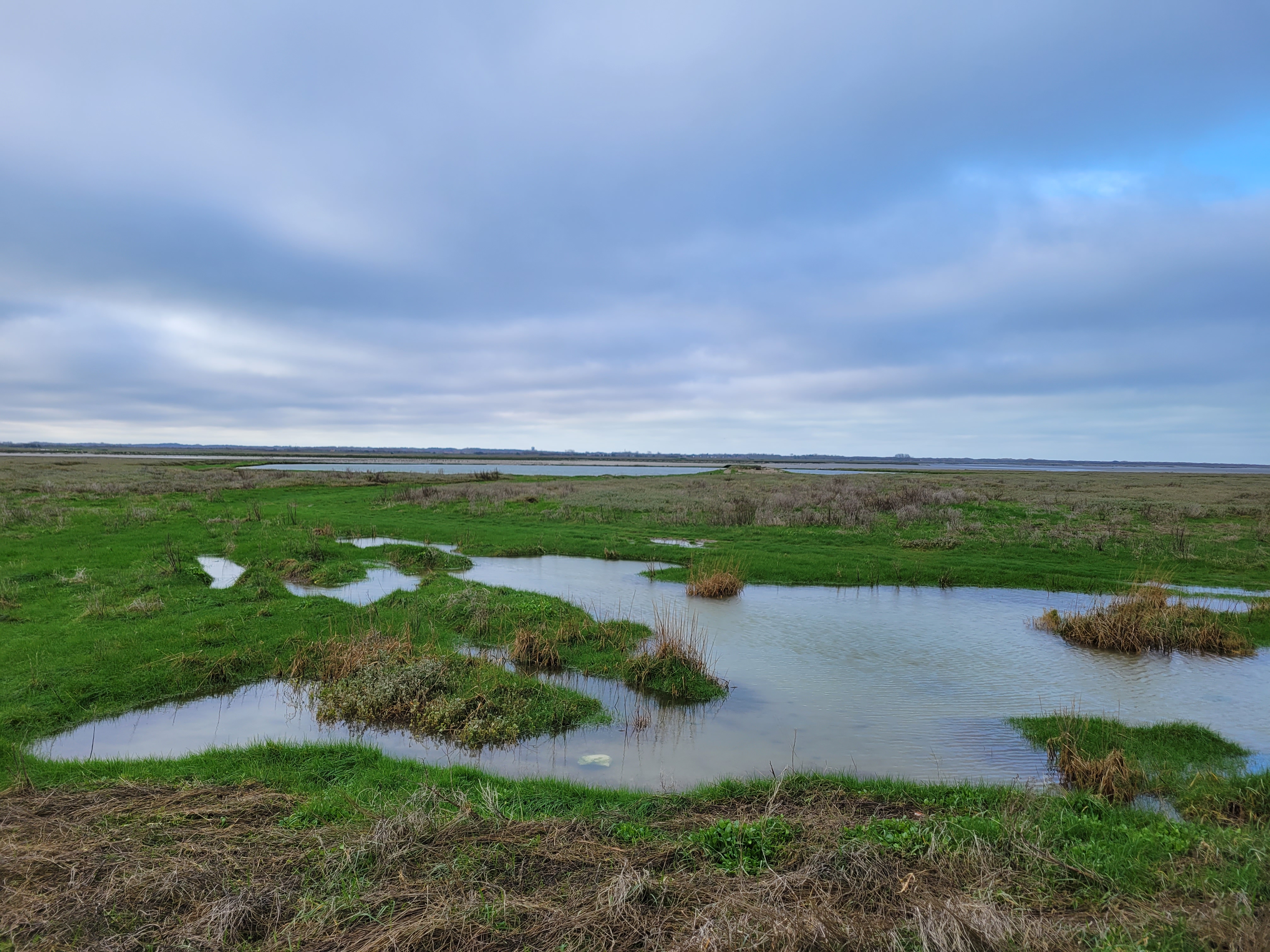 Sortie recensement oiseaux échoués sur le littoral entre La Madelon et Merlimont