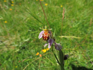 Les orchidées du Bois des Bruyéres