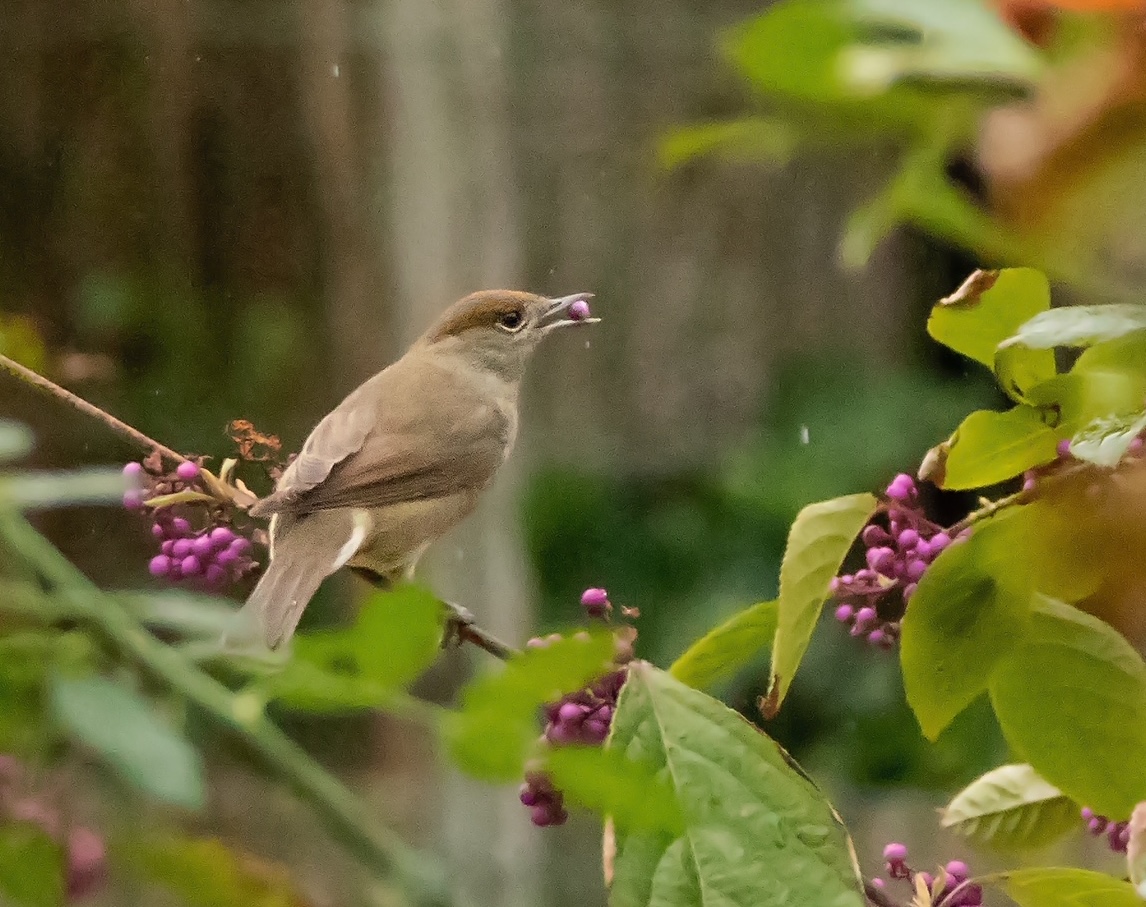 Baies sauvages et oiseaux sur le terril de Pinchonvalles