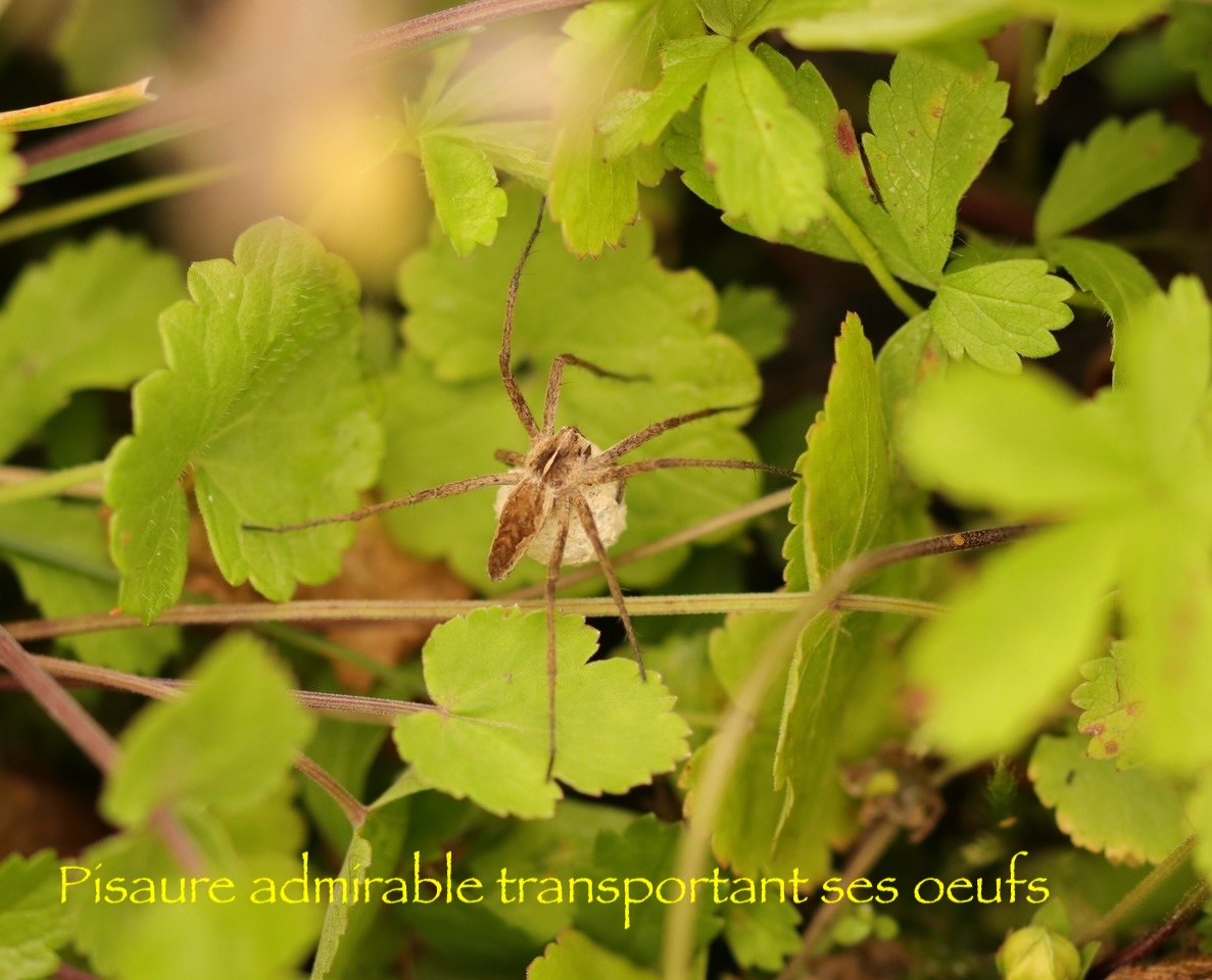 Sortie botanique et araignées